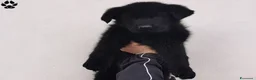 Pastore Tedesco cani in vendita: Pastore tedesco nero cuccioli importanti - Annuncio 4