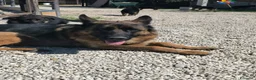 Pastore Tedesco cani in vendita: CUCCIOLI D PASTORE TEDESCO - Annuncio 8