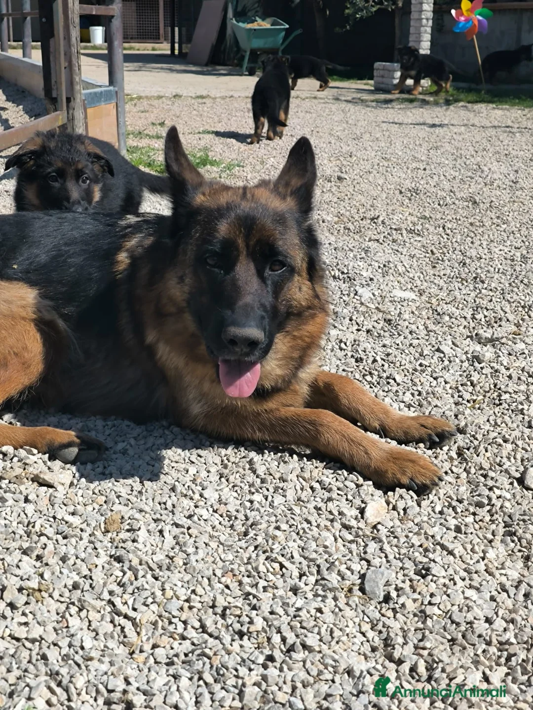 Pastore Tedesco cani in vendita: CUCCIOLI D PASTORE TEDESCO - Annuncio 8