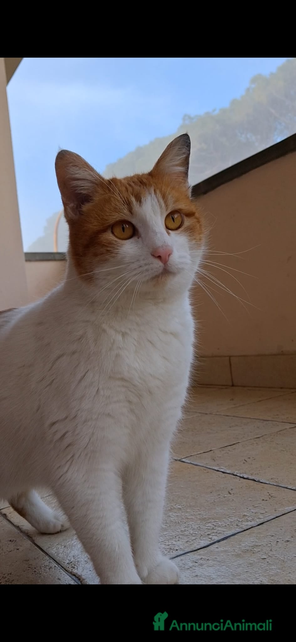 Meticcio gatti Mia gattina  - Annuncio 4