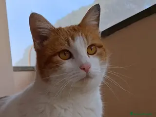 Meticcio gatti Mia gattina - Annuncio 11