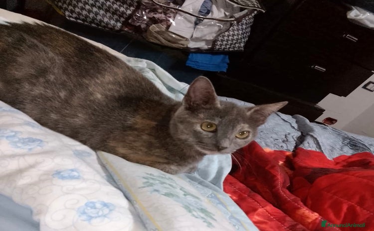 Meticcio gatti - Annuncio 2