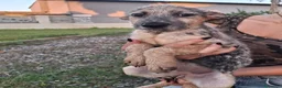 Meticcio cani in regalo: LIVIA 🩷 timida all’inizio, speciale per sempre 😍 a Provincia di Mantova - Annuncio 5