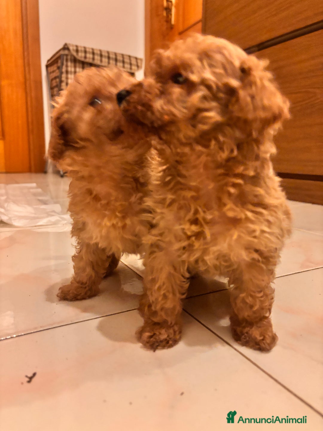 Barboncino Toy cani in vendita: Barboncino Toy  - Annuncio 7