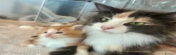 Norvegese gatti in vendita: cucciolo norvegese delle foreste - Annuncio 18