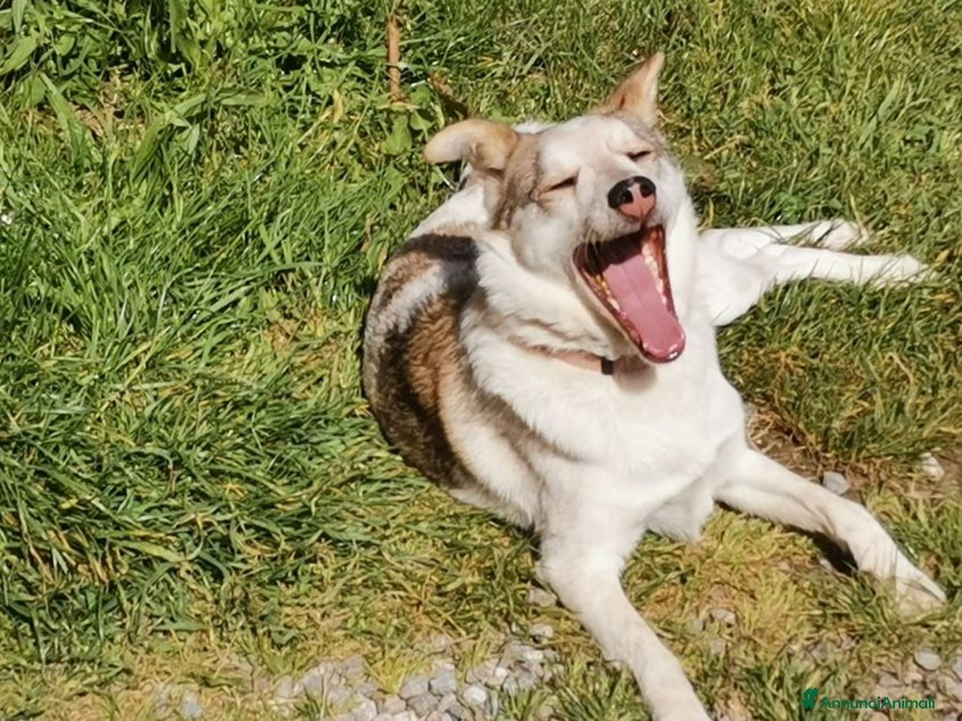 Meticcio cani in regalo: LUNA dolce affettuosa piccoletta - Annuncio 5