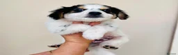 Meticcio gatti in regalo: Cucciolo maschio taglia piccola  - Annuncio 3