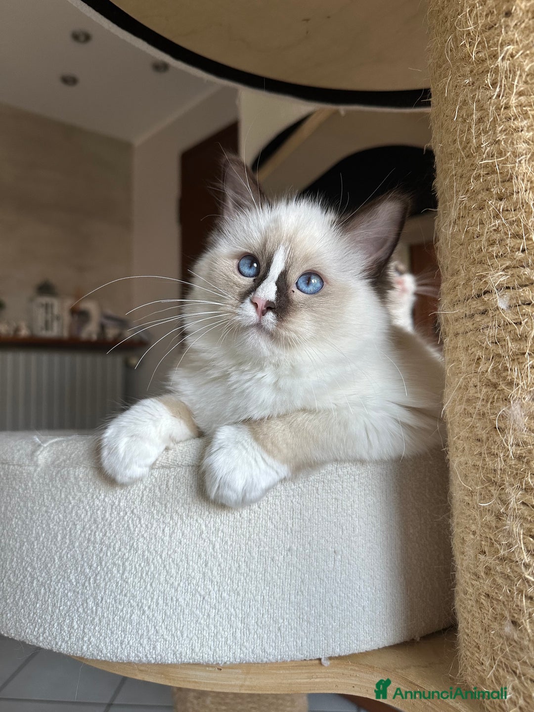 Ragdoll gatti in vendita: Cucciole Ragdoll disponibili subito pedigree  - Annuncio 6
