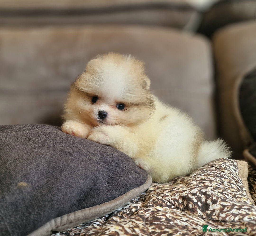 Spitz cani in vendita: Spitz tedesco NANO Pomerania  - Annuncio 4