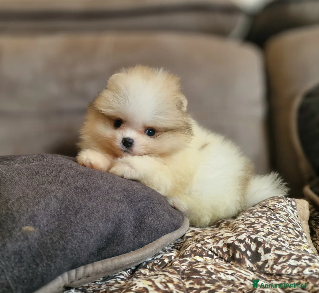 Spitz cani in vendita: Spitz tedesco NANO Pomerania  - Annuncio 4