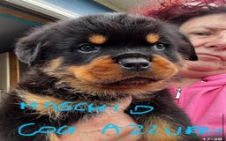 Rottweiler cani in vendita: Cuccioli rottweiler  a Provincia di Massa e Carrara - Immagine 6