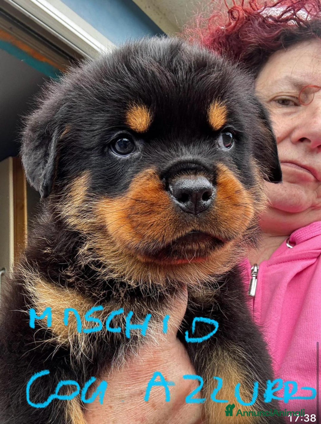 Rottweiler cani in vendita: Cuccioli rottweiler  a Provincia di Massa e Carrara - Immagine 6