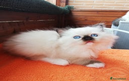 Ragdoll gatti in vendita: Cuccioli Ragdoll a Provincia di Bergamo - Immagine 7