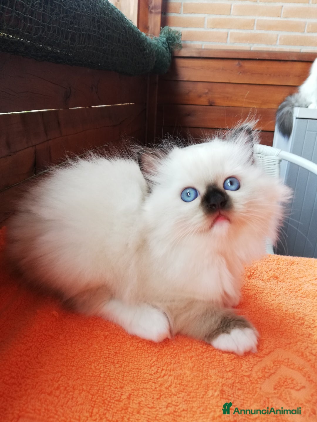 Ragdoll gatti in vendita: Cuccioli Ragdoll a Provincia di Bergamo - Immagine 7