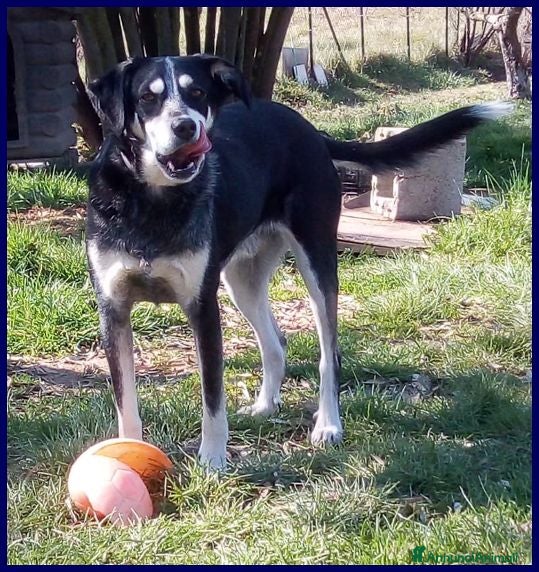 Meticcio cani DUMBO un simpaticone tg media - Annuncio 18