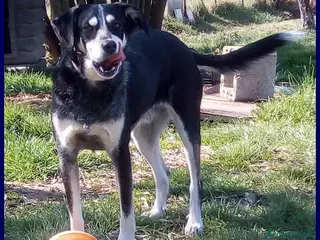 Meticcio cani DUMBO un simpaticone tg media - Annuncio 25