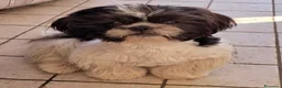 Shih Tzu cani in vendita: Shihtzu maschio con pedigree  - Annuncio 1