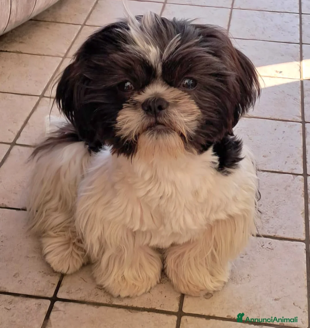 Shih Tzu cani in vendita: Shihtzu maschio con pedigree  - Annuncio 1