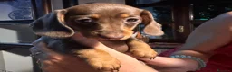 Bassotto cani in vendita: Bassotti pedigree Enci - Annuncio 3