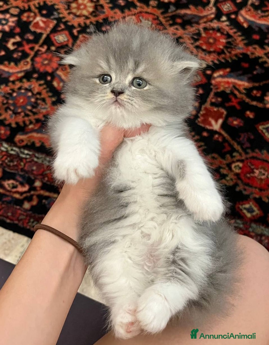 Persiano gatti in vendita: Gattini persiano bicolore a Città metropolitana di Messina - Immagine 16