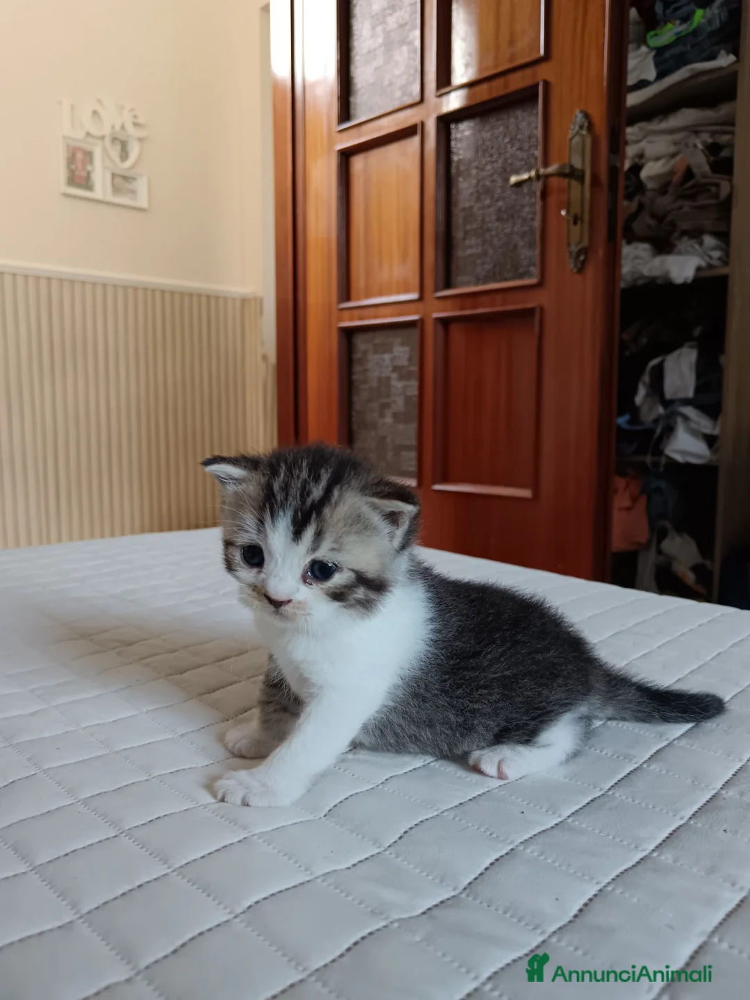 Scottish gatti in vendita: Scottish straight  - Annuncio 1
