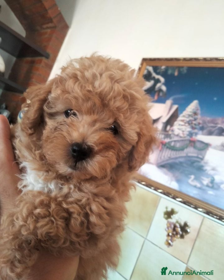 Meticcio cani Barboncina toy - Annuncio 5