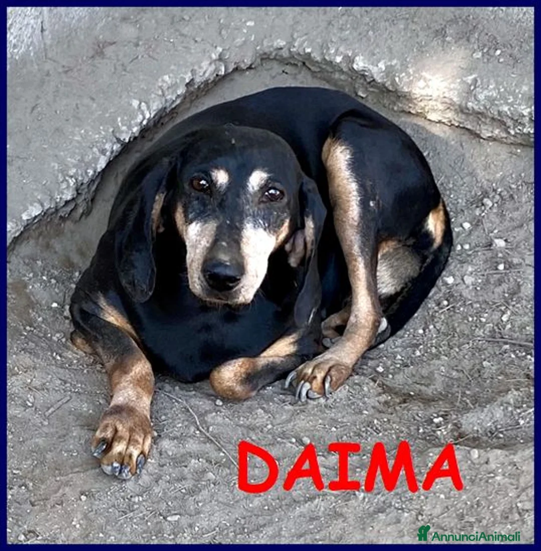 Meticcio cani in regalo: DAIMA tranquilla e buona - Annuncio 1