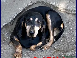 Meticcio cani DAIMA tranquilla e buona - Annuncio 6