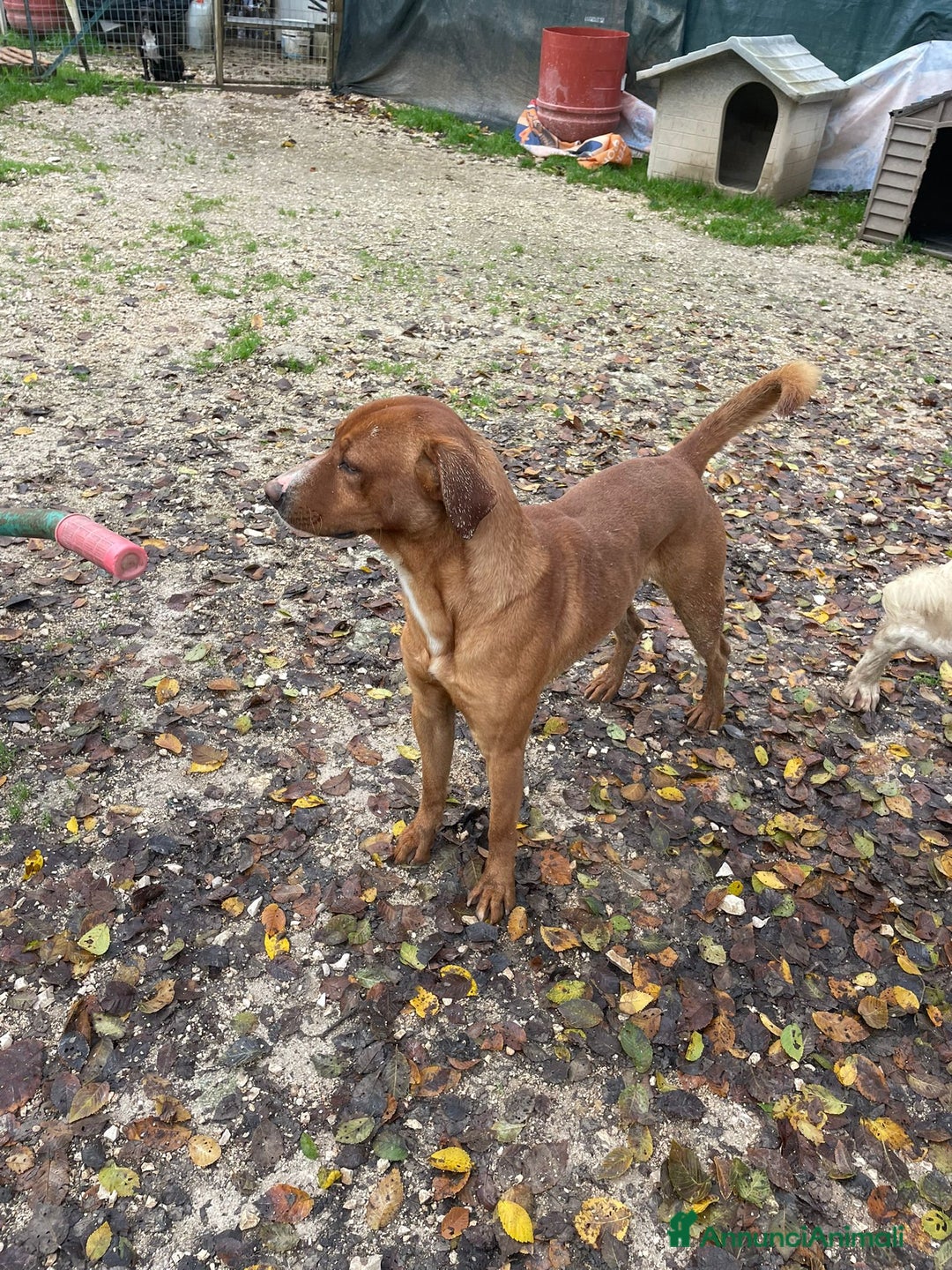 Meticcio cani in regalo: ADOTTA IL BELLISSIMO CORFU' - Annuncio 2