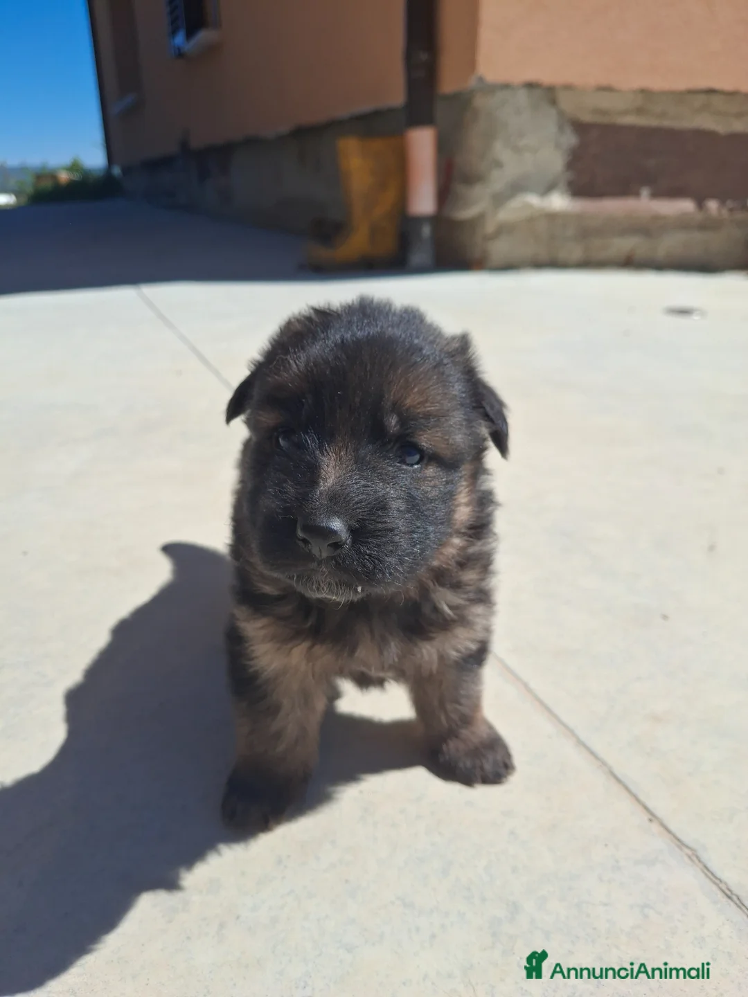 Pastore Tedesco cani in vendita: Cuccioli di pastore tedesco - Annuncio 1