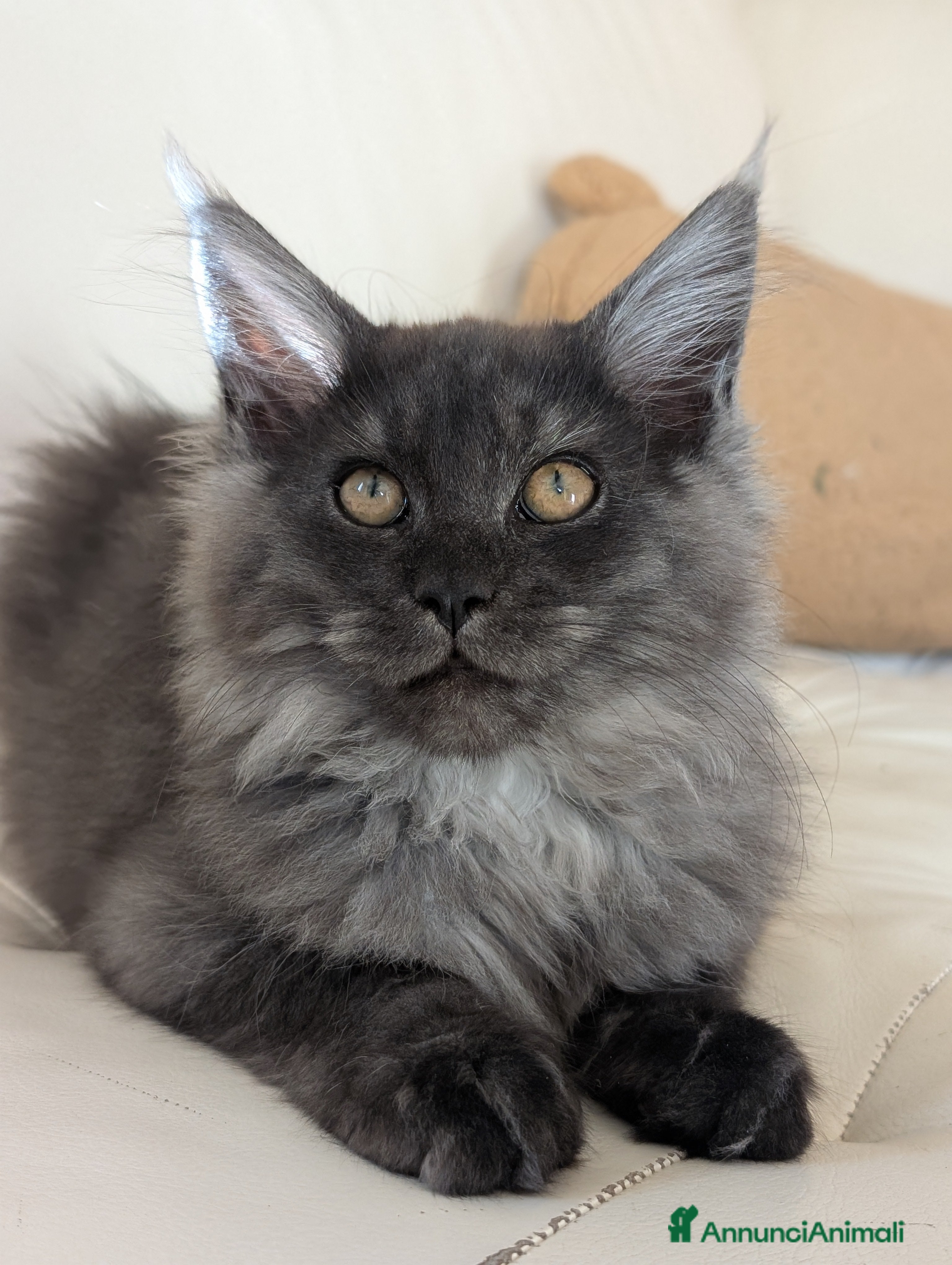 Maine Coon gatti Cucciole di Maine Coon blue smoke e nera - Annuncio 17