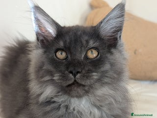Maine Coon gatti Cucciole di Maine Coon blue smoke e nera - Annuncio 11