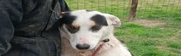 Meticcio cani in regalo: ARAMIS STA ASPETTANDO LA SUA CASA PER LA VITA - Annuncio 1