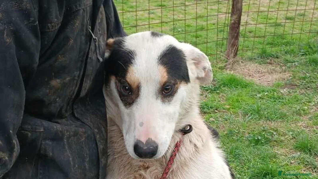 Meticcio cani in regalo: ARAMIS STA ASPETTANDO LA SUA CASA PER LA VITA - Annuncio 1
