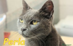 Certosino gatti in regalo: Stupenda PERLA💝 - Annuncio 6