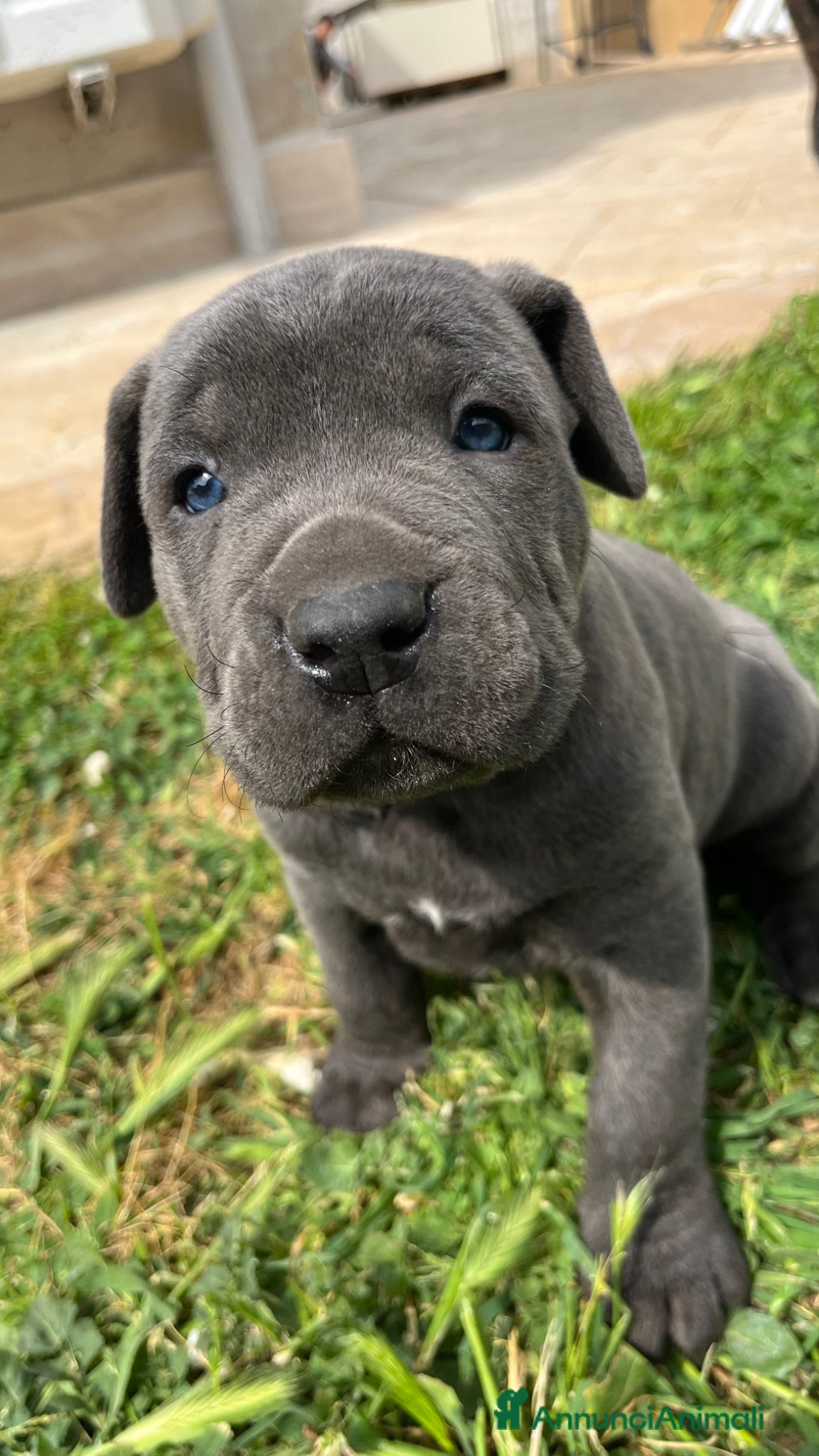 Cane Corso cani Cucciola di cane corso!!  - Annuncio 1