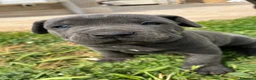 Cane Corso cani in vendita: Cucciola di cane corso!!  - Annuncio 1