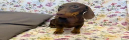 Bassotto cani in vendita: Bassotto cioccolato  con Pedigree ENCI. - Annuncio 5