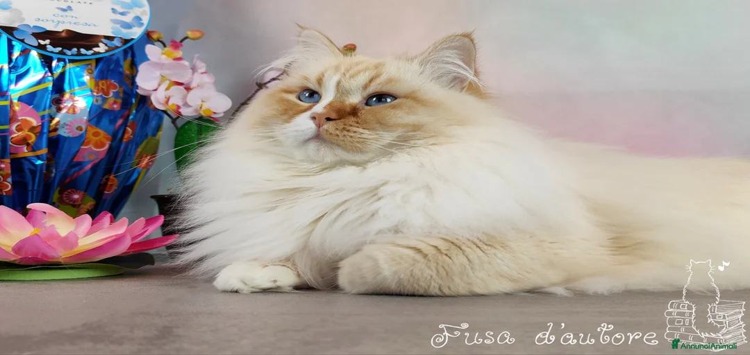 Immagine della galleria {{count}}