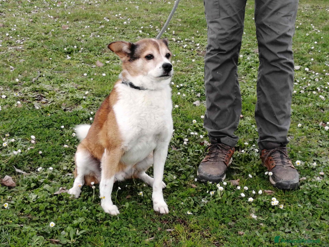 Meticcio cani in regalo: NONNO PLAUTO CERCA ANCORA UNA CASA - Annuncio 3