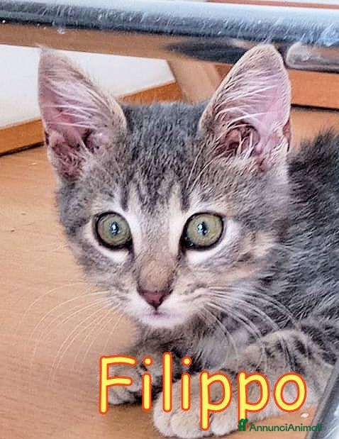 Europeo gatti PICCOLO FILIPPO GATTINO DOLCISSIMO - Annuncio 11