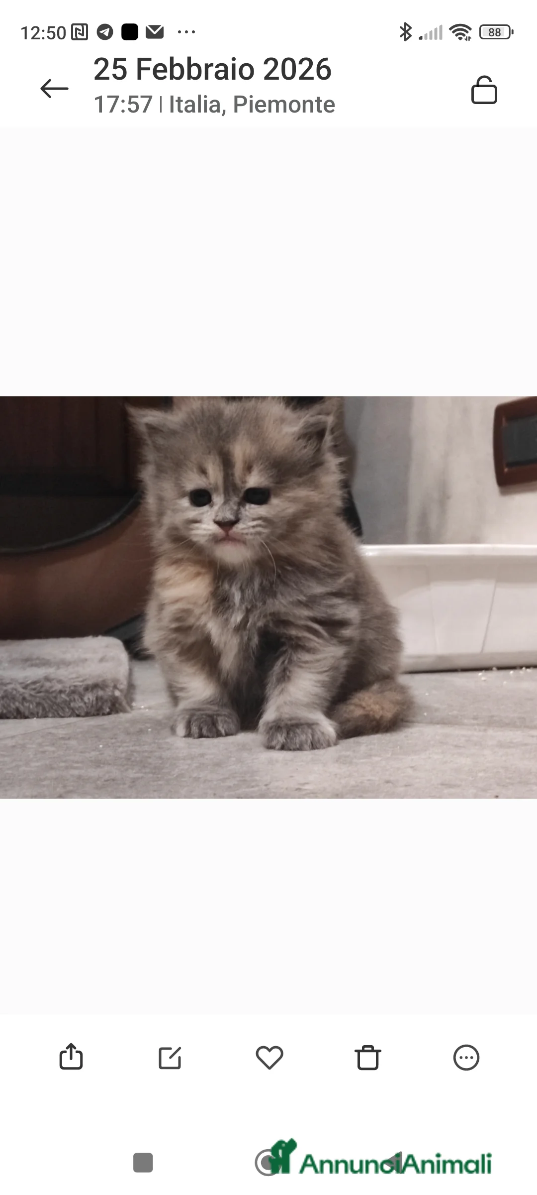 Persiano gatti in vendita: Cucciola di persiano  - Annuncio 3