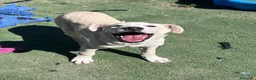 Meticcio cani in regalo: Zelig. Cucciolo simil Labrador  - Annuncio 4