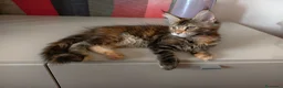 Maine Coon gatti in vendita: Bellissima cucciola Maine coon  - Annuncio 9