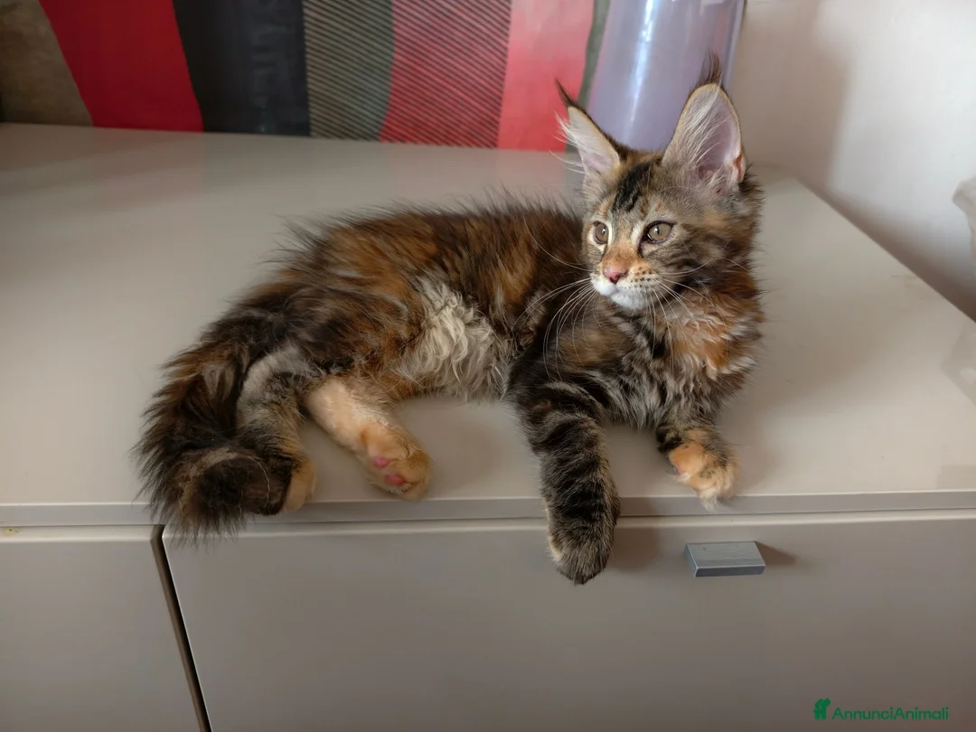 Maine Coon gatti in vendita: Bellissima cucciola Maine coon  - Annuncio 9