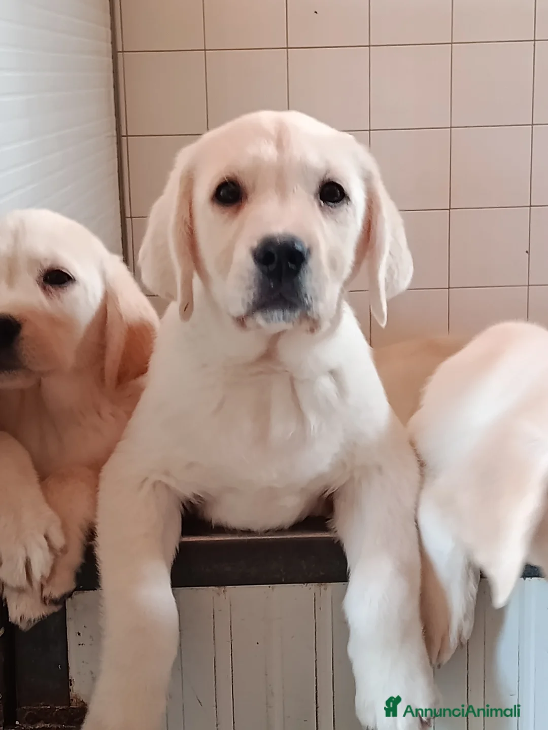 Labrador cani in vendita: Cuccioli Labrador retriever Biondi - Annuncio 2