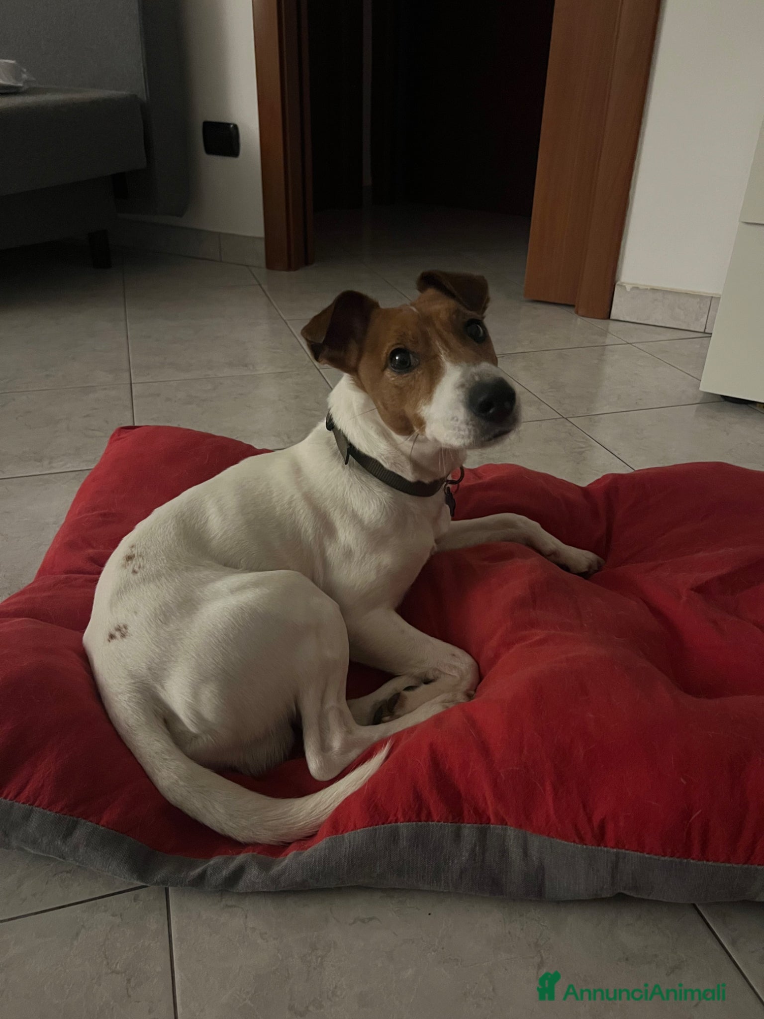 Jack Russell cani Jack Russell Parson - Annuncio 1