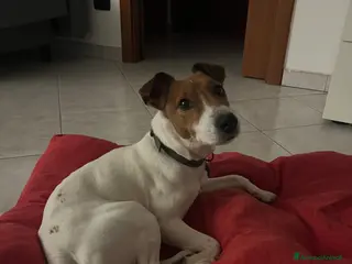 Jack Russell cani Jack Russell Parson - Annuncio 1