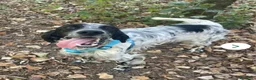 Setter Inglese cani in regalo: PLUTO Setter Inglese di 3 anni - Annuncio 3
