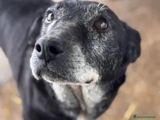 Meticcio cani ACHILLE, nonnino triste abbandonato in canile. - Annuncio 1